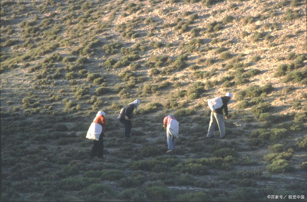 发菜为什么是珍贵的野生蔬菜?
