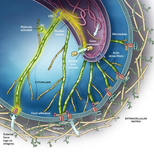 核孔复合体的结构图图片