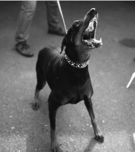 杜宾犬是军,警两用的犬只,同时国内也有部分人将未裁耳,断尾的杜宾