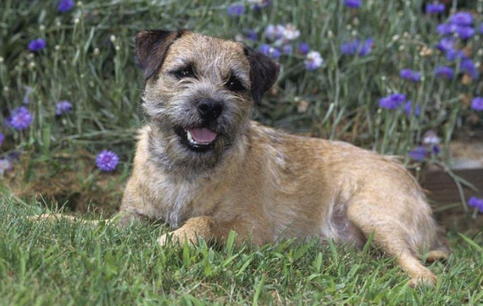 动物图集:博得猎狐犬