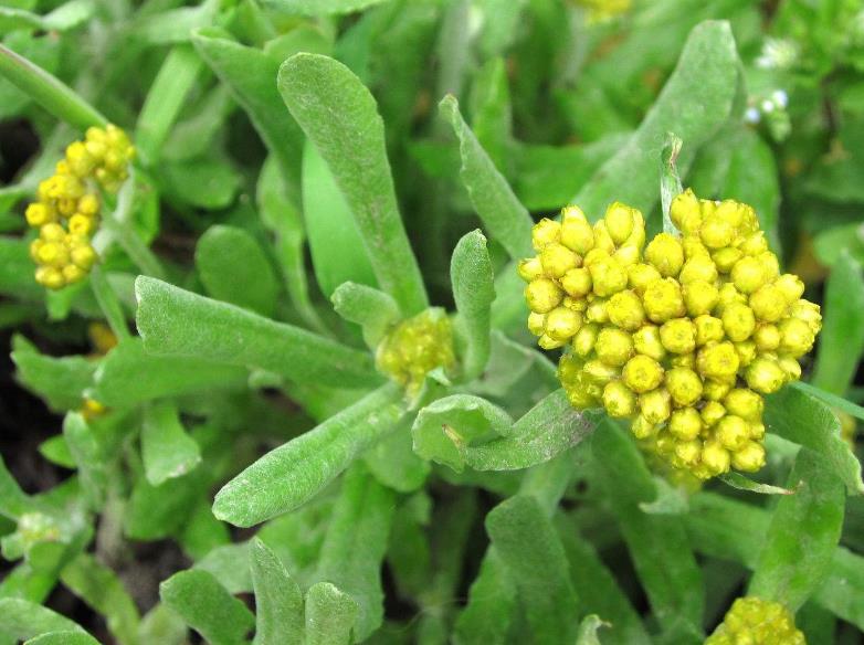 这野草老农叫它鼠耳草,价值宝贵得重视,不仅能吃还是一味良药