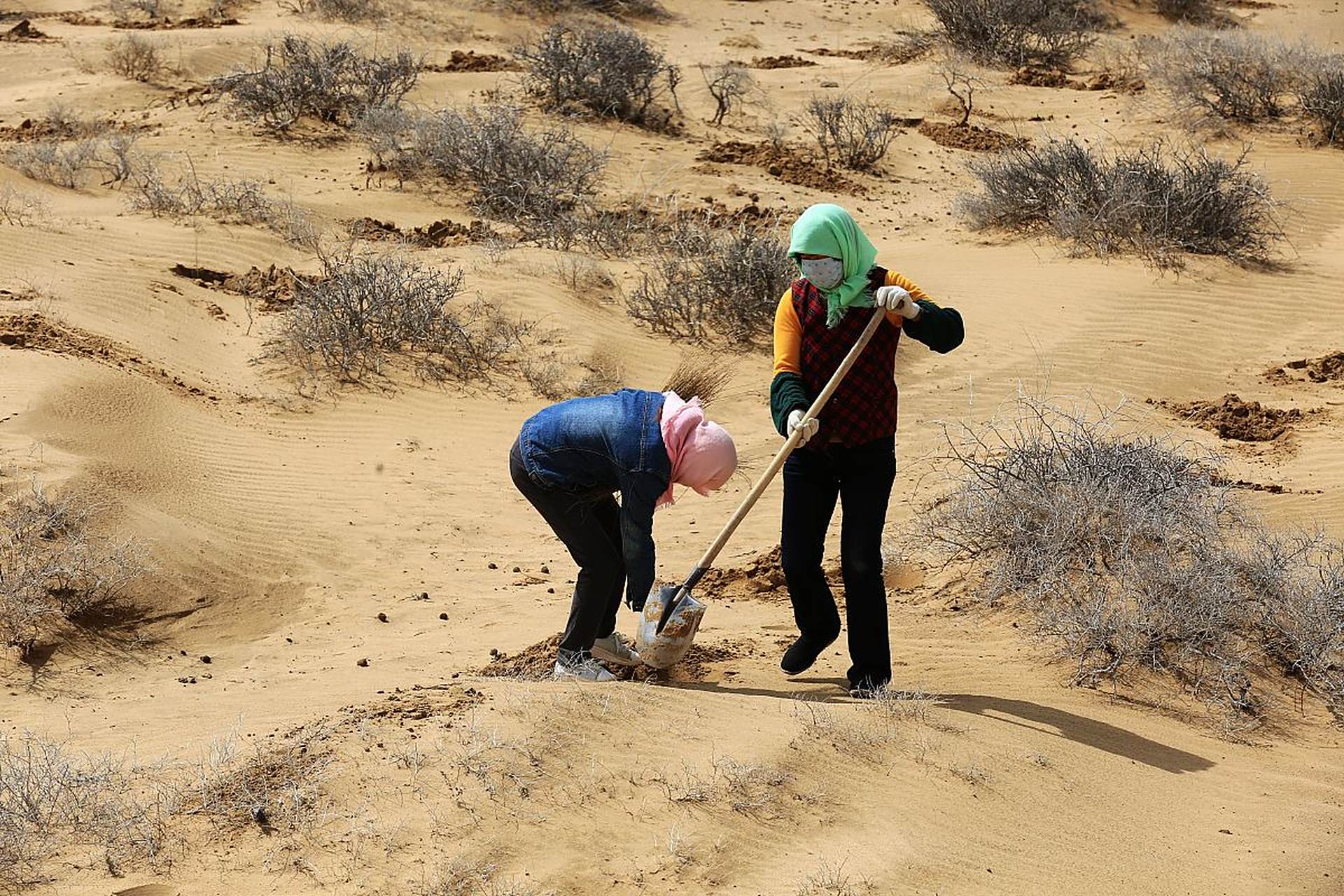 腾格里沙漠中上万棵治沙梭梭被自驾游的越野车碾压.