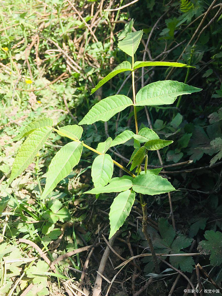 山药藤的修剪技术,让山药植株生长得好!