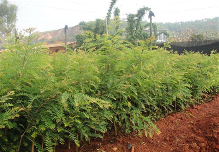 牛甘果的种植方法是怎么样的呢?它的吃法又是怎么样的呢?