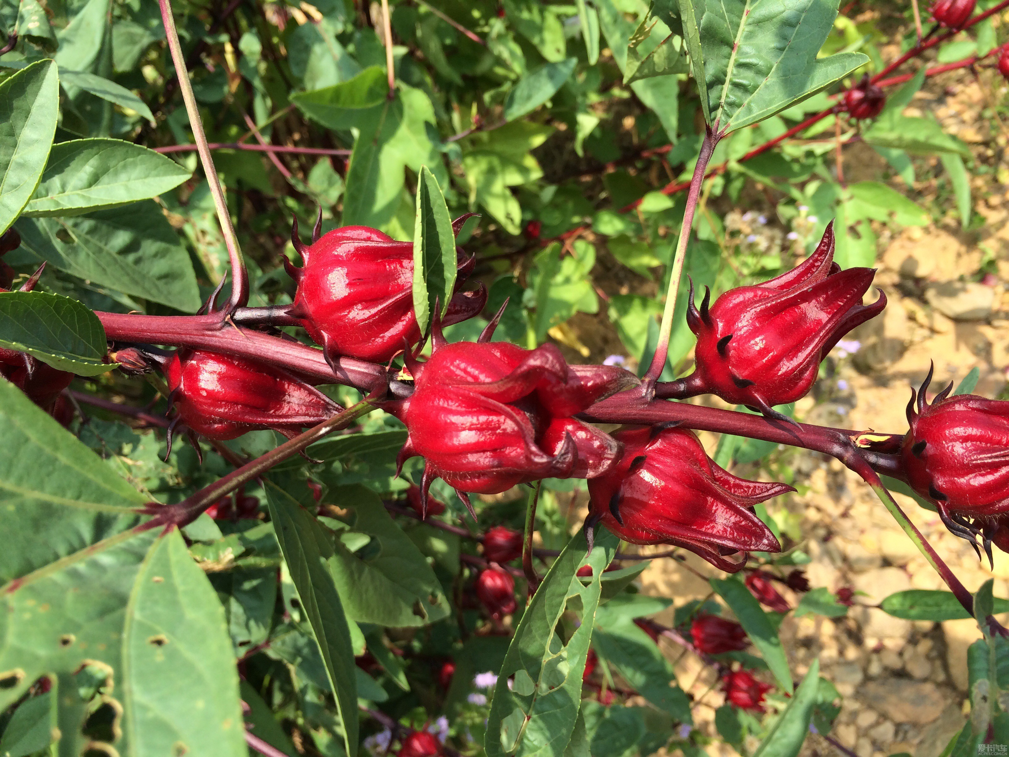 农村最好看的果子,堪比野果"玫瑰",却有减肥奇效!