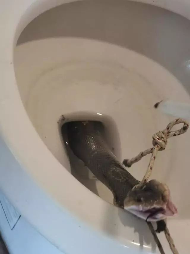 魂飞魄散!男子准备方便时,马桶内竟钻出一条剧毒眼镜蛇