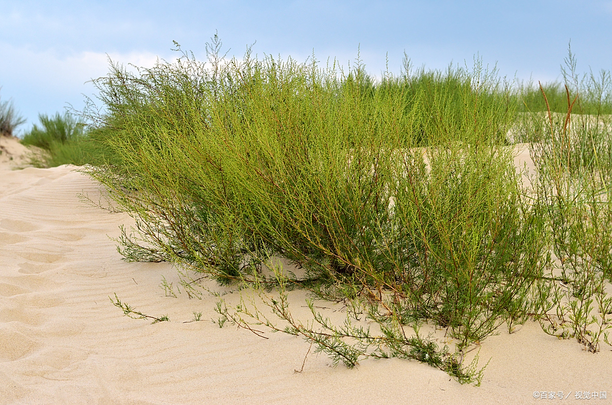 我的梭梭树,你还好吗?