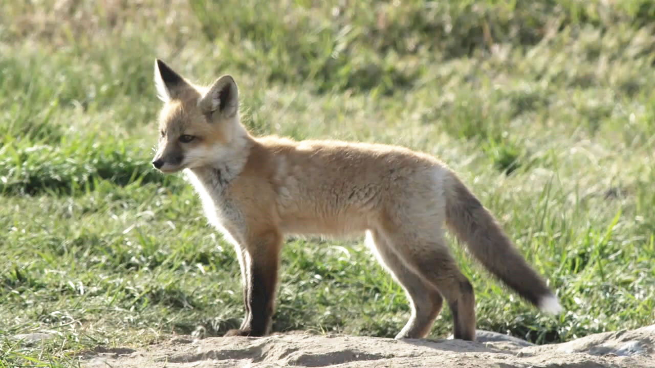 母狐狸给13只幼崽喂奶,瘦成狐狸干,公狐狸干嘛去了?