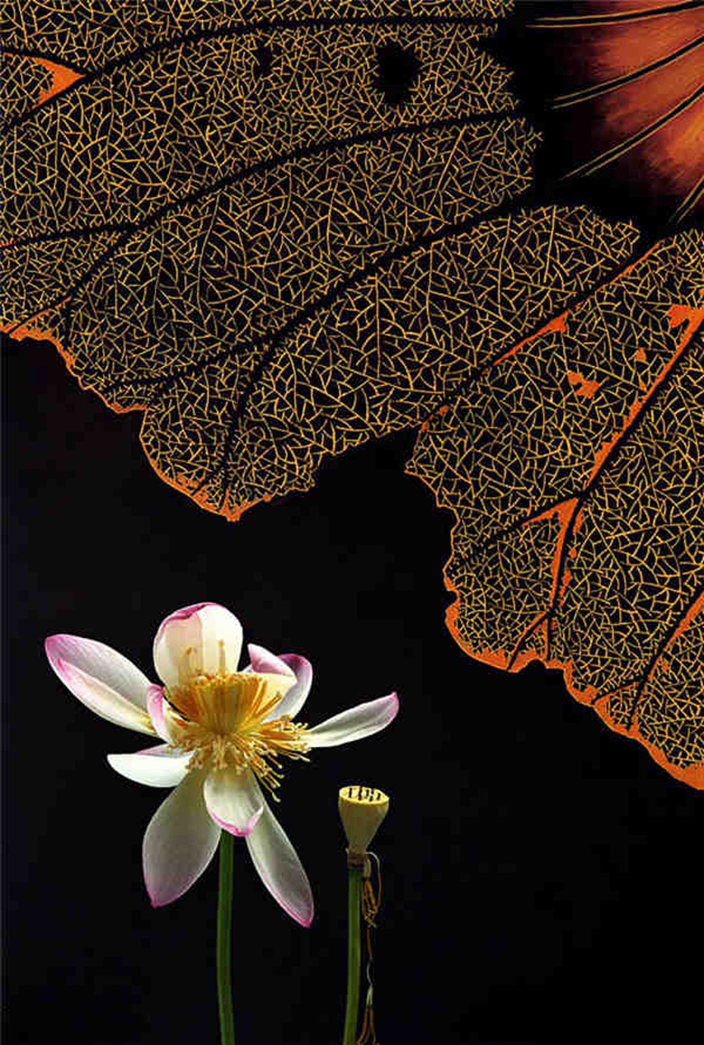 石广智先生摄影作品多以创意手法来表现,在中国具有相当的影响力.