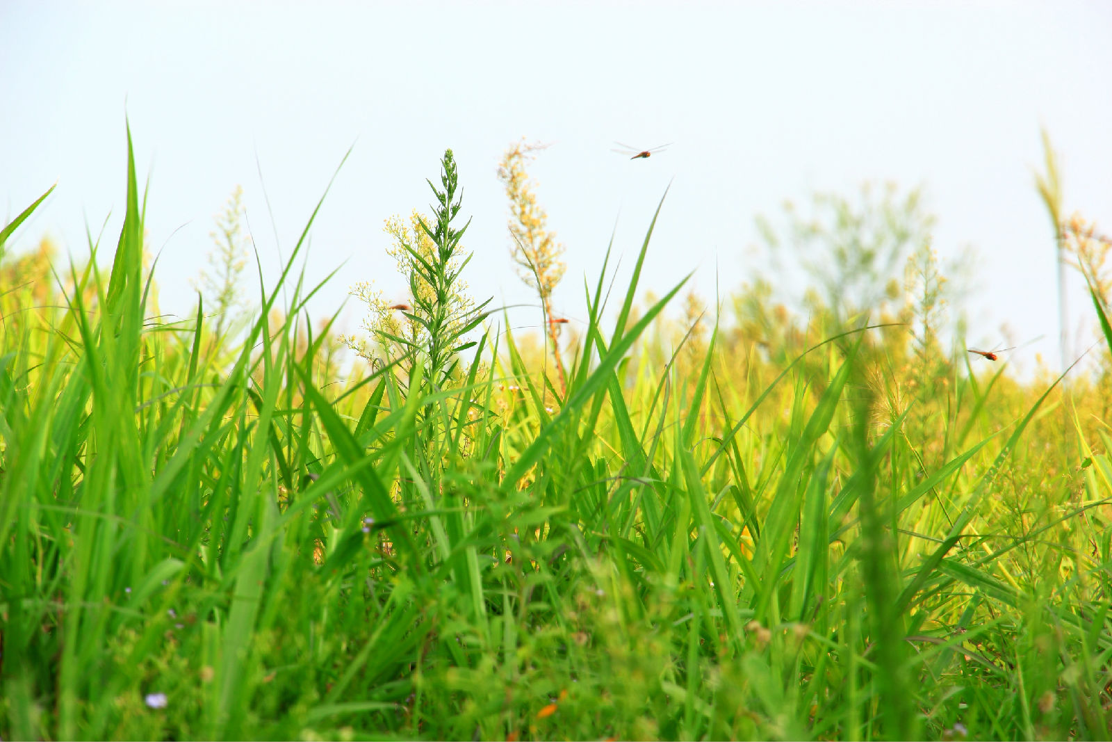 细数植被茂密的旅游景点,北海涠洲岛,蓟县府君山自然也在其中