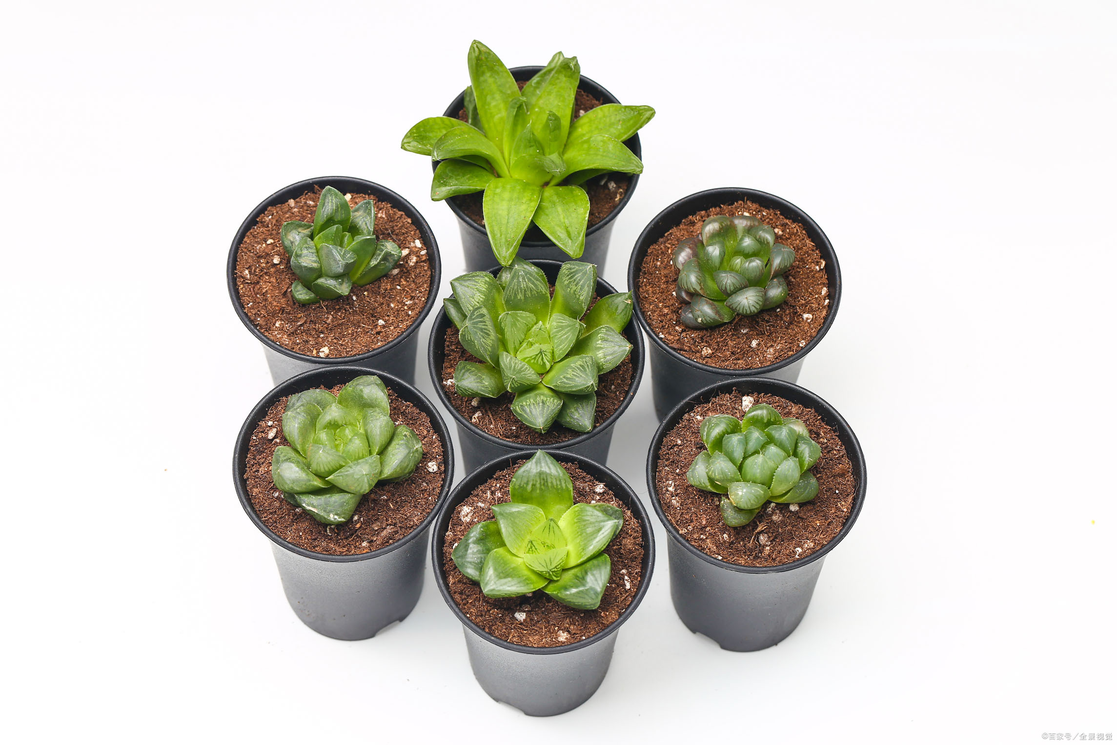 多肉苗 - 优质问答专区