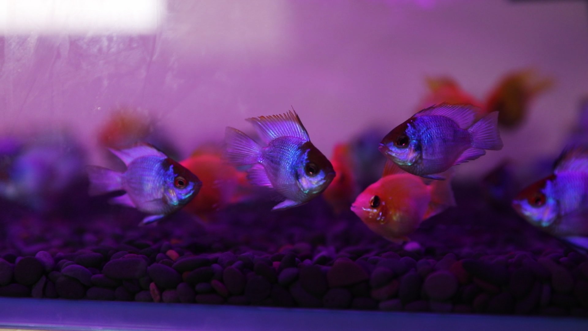 资深观赏鱼玩家为你讲述——宝蓝凤凰阿凡达的饲养与繁殖!