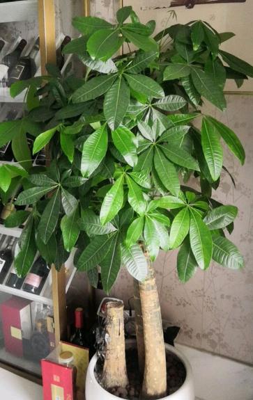 冬季养发财树,有3种情况会导致它叶片发黄,千万不要大意!