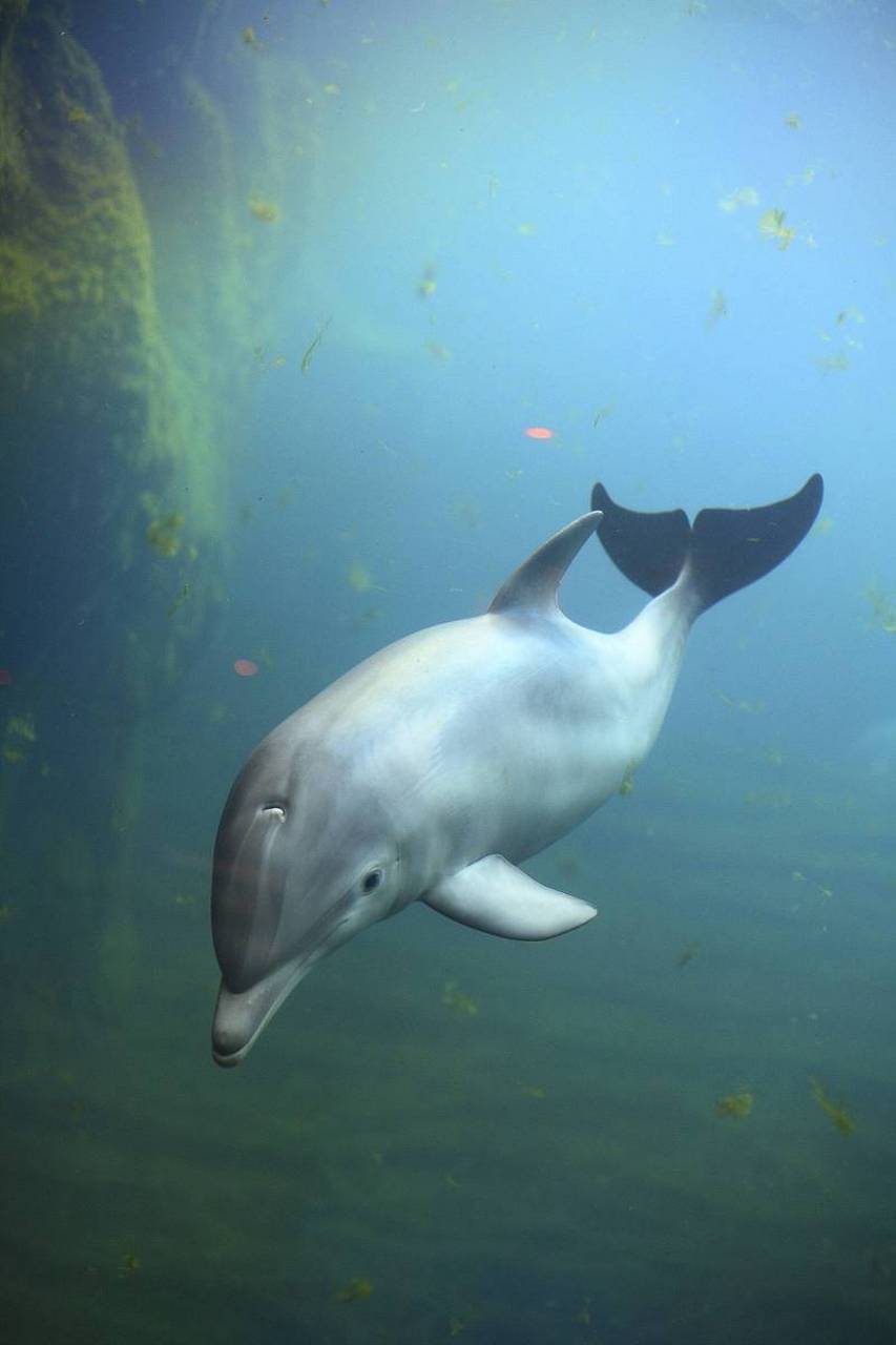 白鳍豚,淡水鲸类中的濒危精灵,青灰背部与白腹相映成趣,声纳系统让