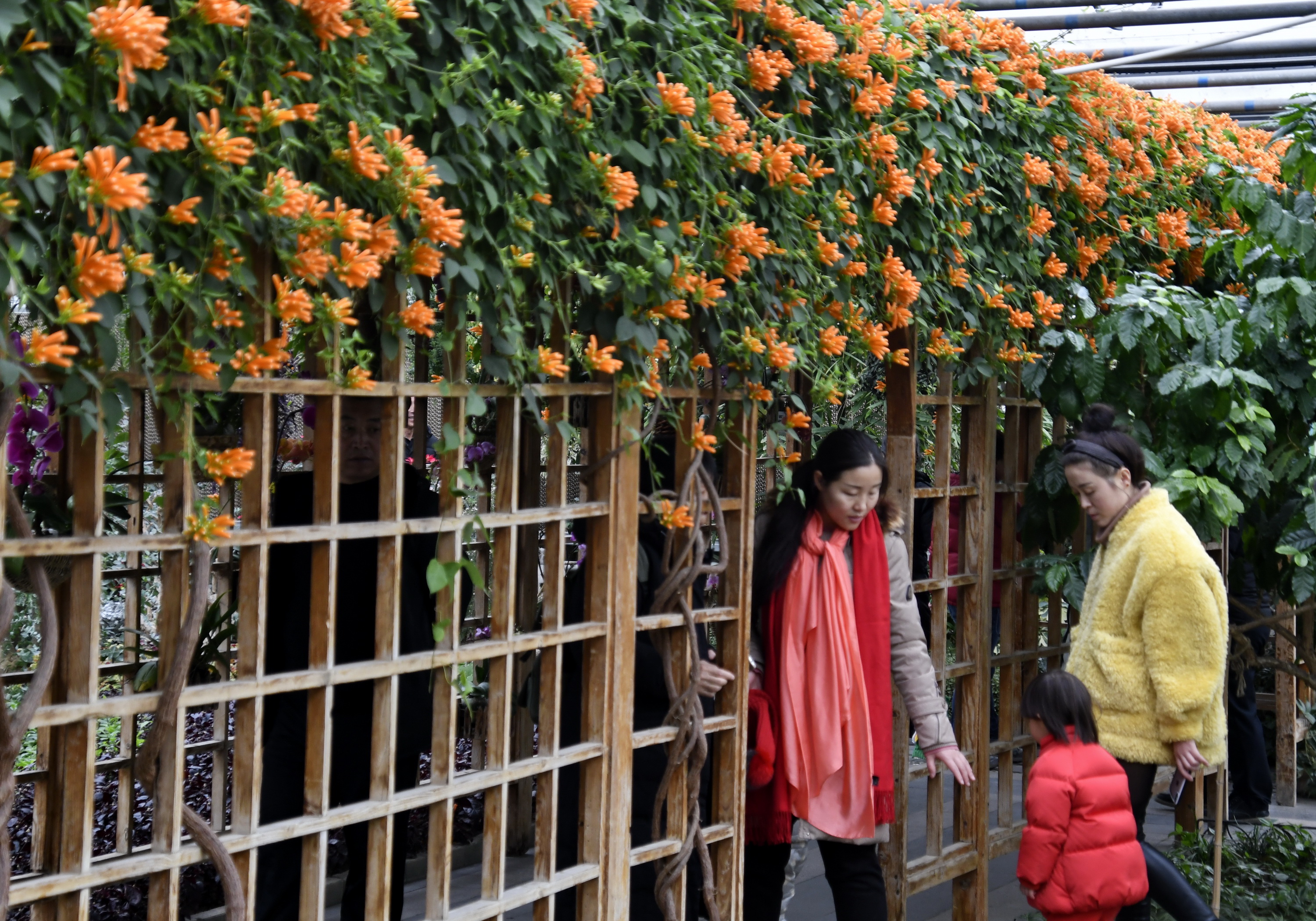 春节室外花卉布置图片