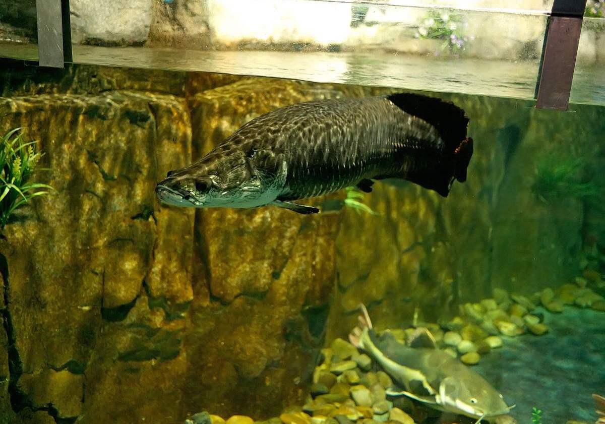 一条28岁的网红"长寿鱼王"鱼,长达2米,价值百万以上!