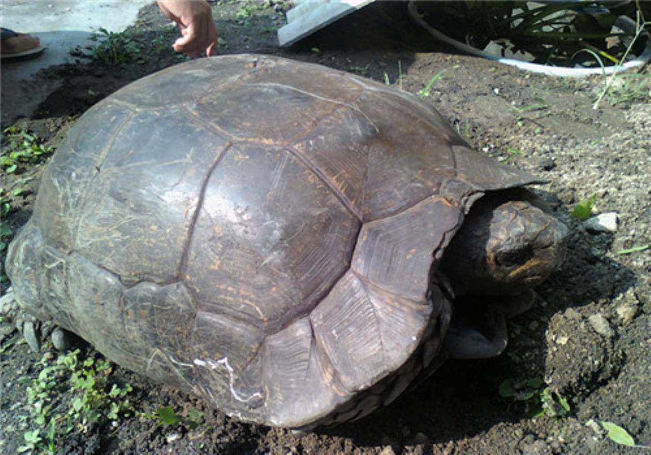 乌龟养殖,黄头庙龟,知识分享