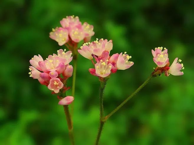 独根草:先花后叶的粉面小强,二氧化碳的克星