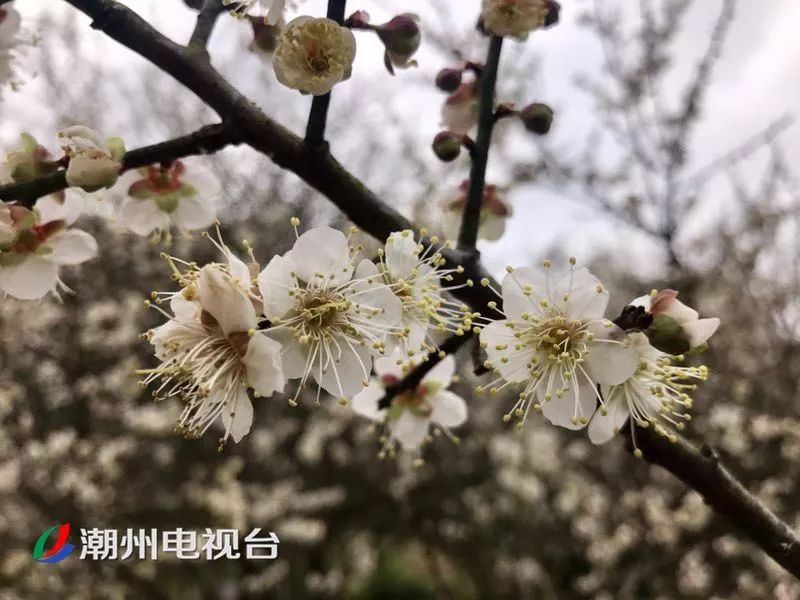 潮州饶平梅花迎来最美花期,周末赏花走起