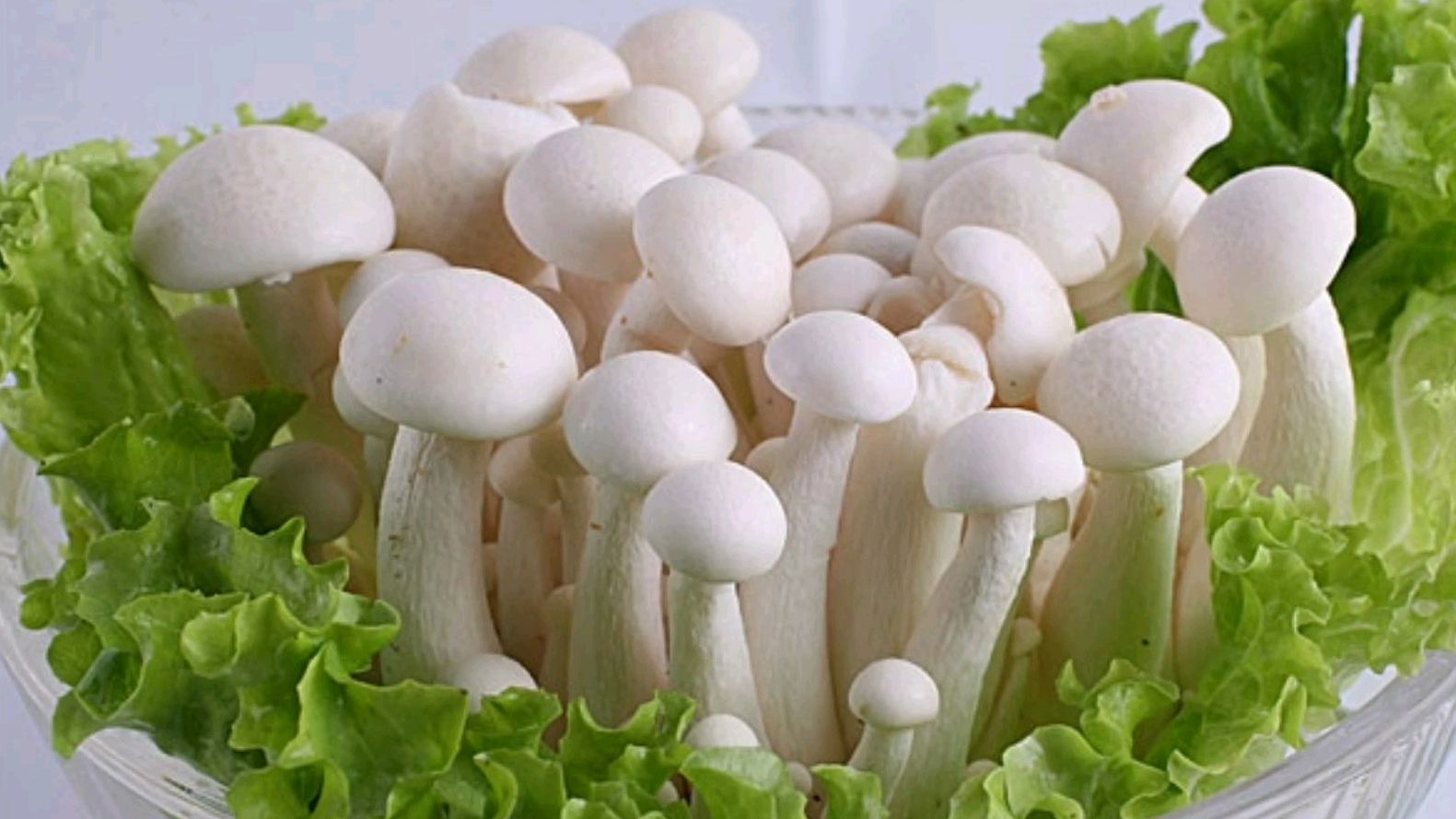 白玉菇的家常做法,好吃又下饭