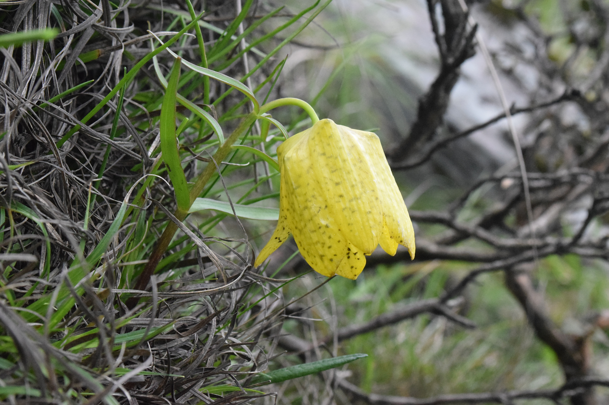 川贝母是百合科,贝母属多年生草本植物,植株可达-50厘米.