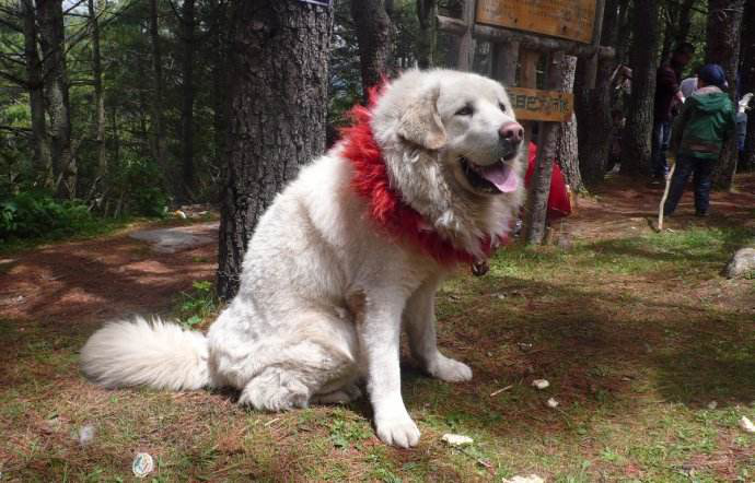 雪獒:藏獒中的顶级王者,而且性格还很温顺!