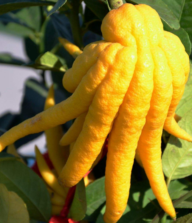 这可不是你想的"菊花果"而是香气橼浓的佛手