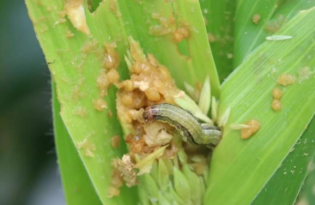 百度爱采购首页 商品专题_粮食对于秋行军虫的防治也就说到这里了