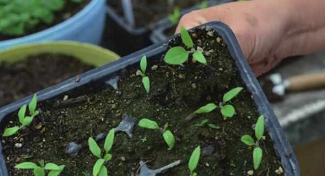 在家闭门不出,学奶奶这样种"鸡蛋茄",7天收1茬,一次1箩筐