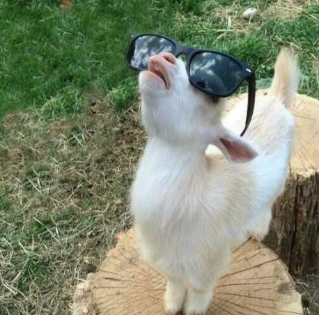 搞笑gif图:羊:今天的太阳怎么不刺眼呢?难道要下雨了?