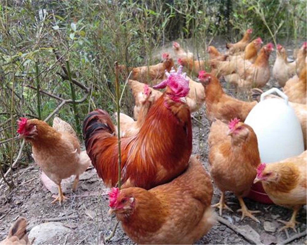带你了解地方特色鸡种象洞鸡
