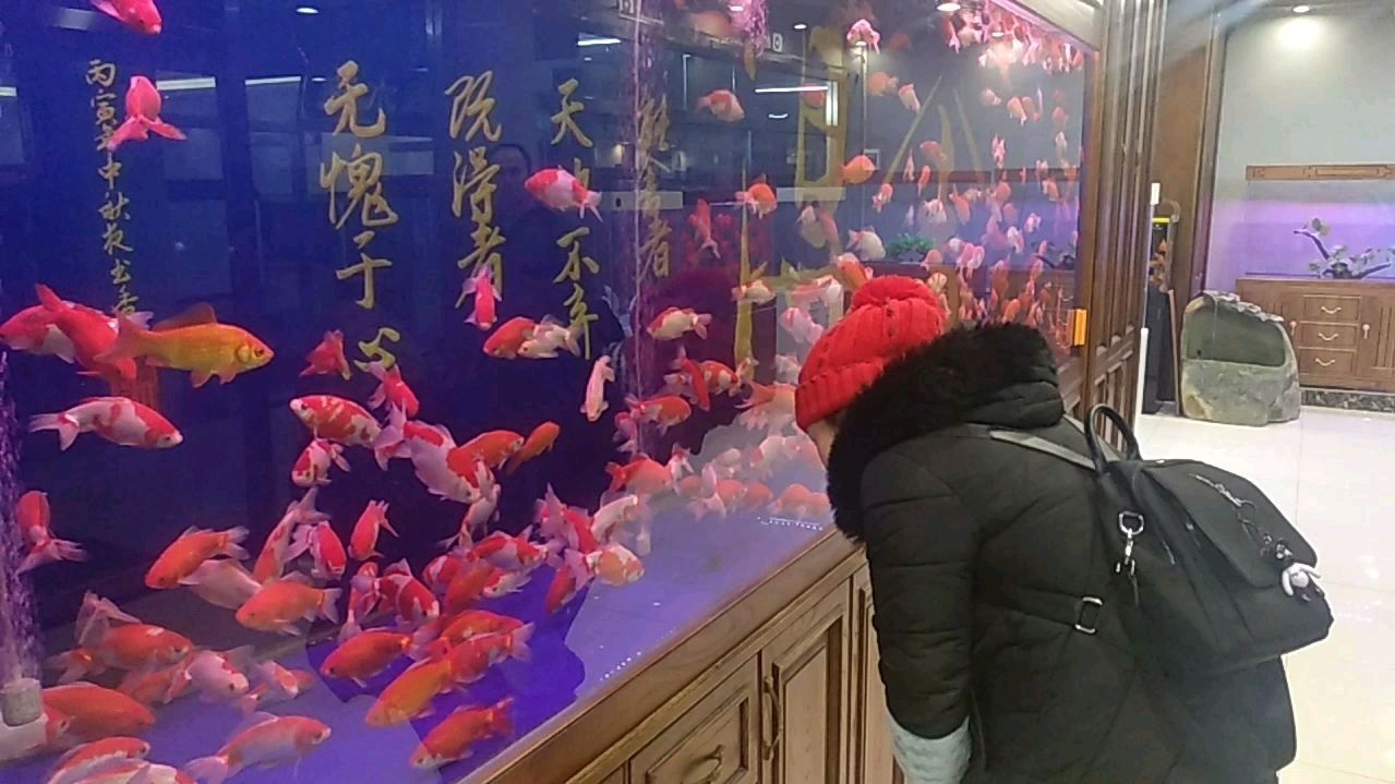 朋友们见过15万一个的鱼缸吗,太漂亮了,太壮观了,超赞啊