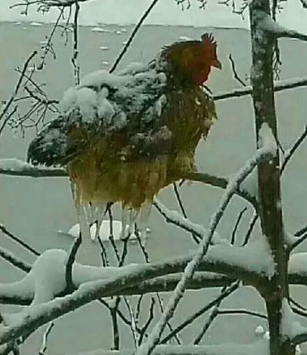 搞笑gif:一到下雪天,鸡就冻了!