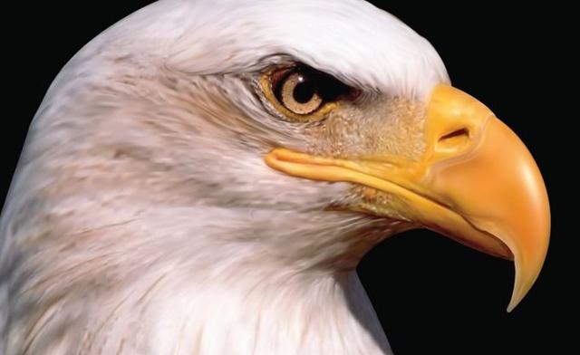 心理学:哪只雄鹰的眼神看着更锐利?测你隐藏了什么天赋?