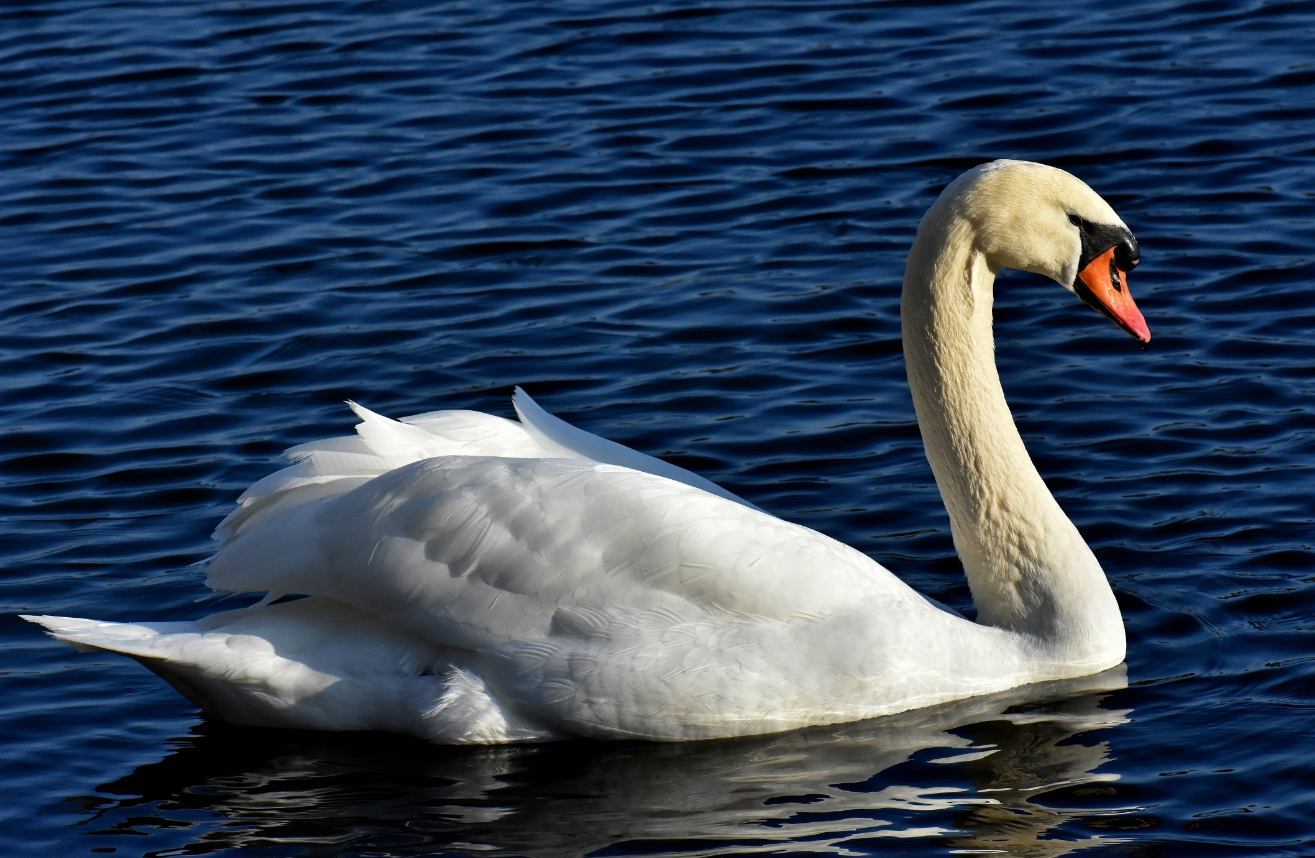 羽毛洁白的天鹅,它的脖子十分好看,给人一种温和的感觉