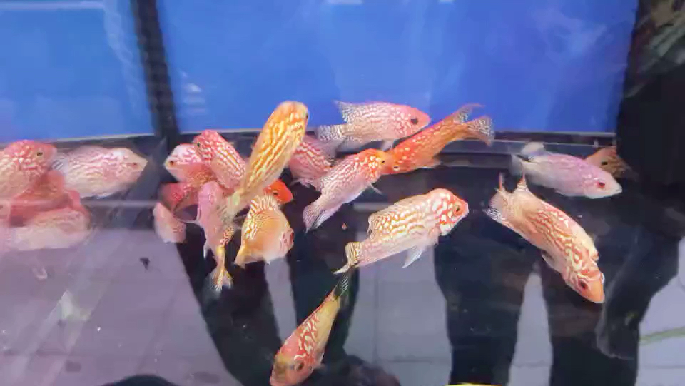 金花火凤罗汉鱼完美退沙