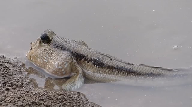 这是一种古老的鱼类,能长时间在陆地生活,还会爬树捕食小昆虫!