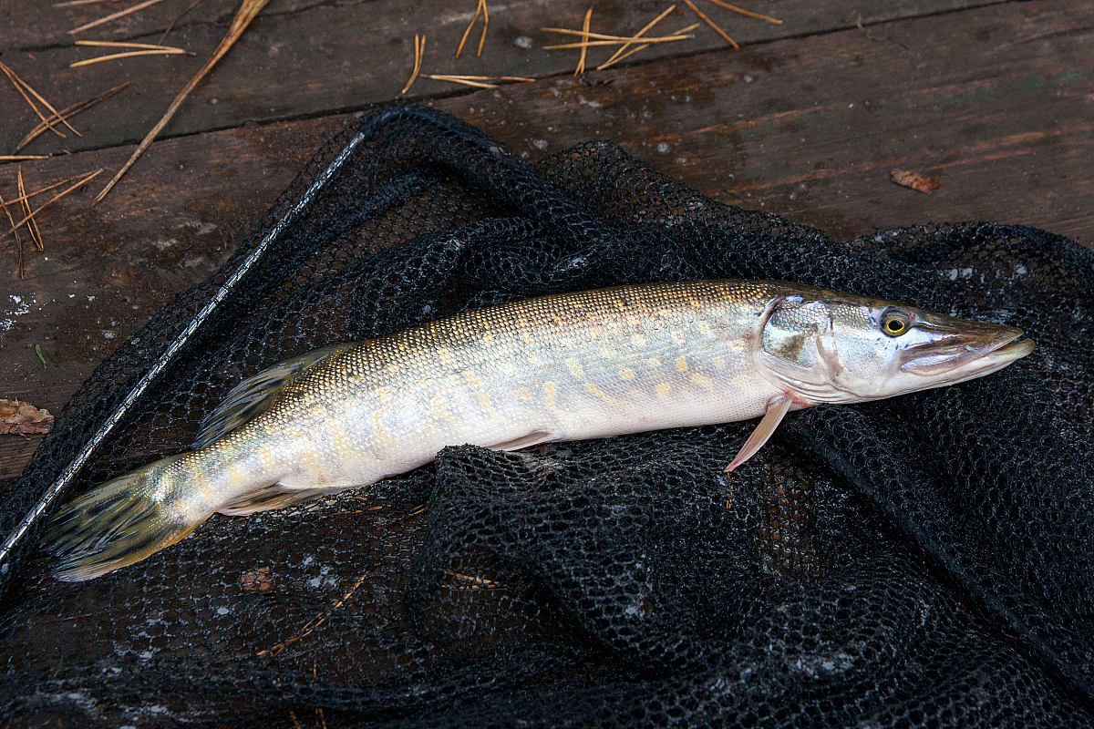 摘要: 七星鱼,又称七彩神仙鱼,是一种色彩斑斓的淡水鱼类.