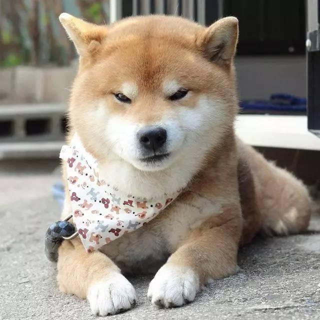 比哈士奇还搞笑,柴犬的真面目,让铲屎官笑弯腰
