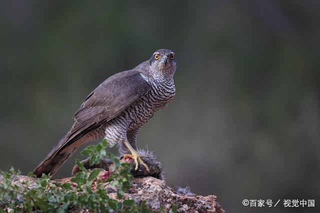 能熟練地飛撲接住麻雀的雀鷹,就可用它來追捕麻雀了.