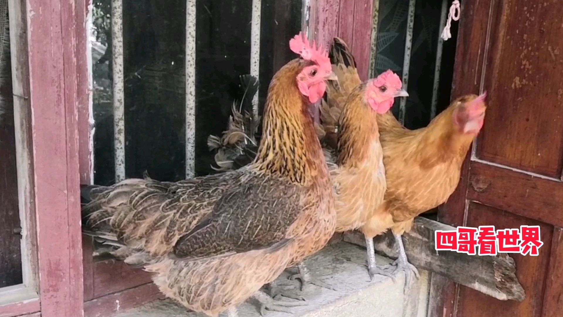 3只母鸡排队下蛋,10分钟后其中一只等不及了抢鸡窝,真逗
