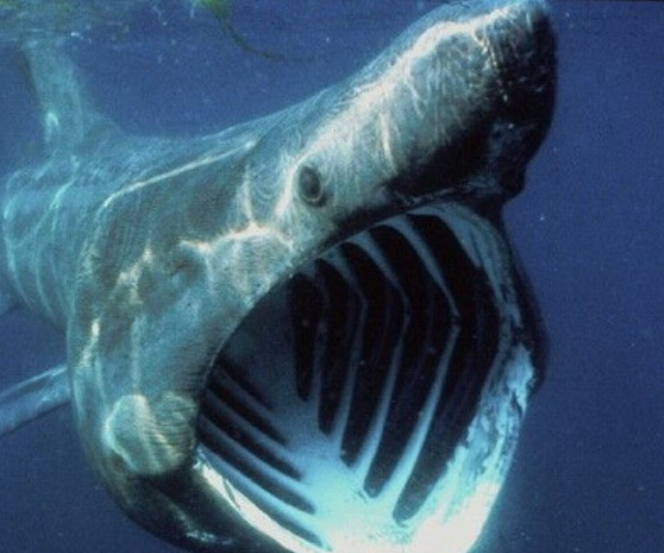 灰鲭鲨 飞跃高度:9米 灰鲭鲨是世界上游得最快鲨鱼,其速度最高可达每