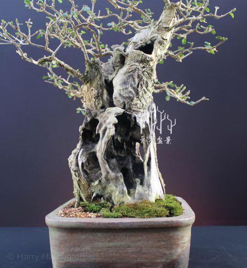 爱木盆景 i玩转盆景雕刻,1天能抵上10年年功,值得收藏