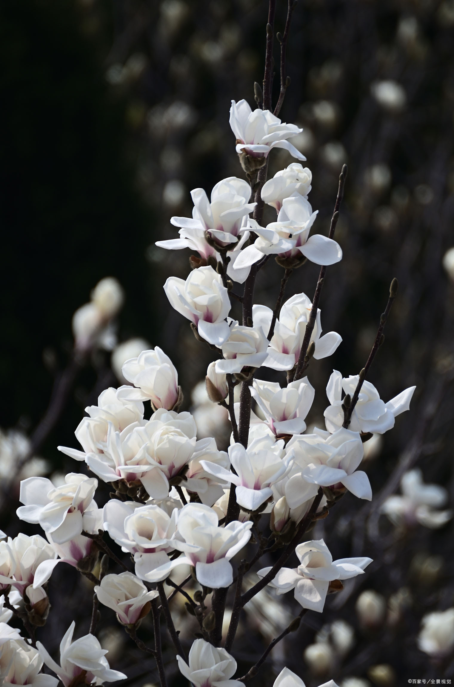 白玉兰树型高大,枝广展,呈阔伞形树冠.