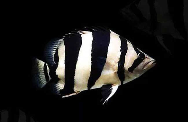 虎鱼- 热门商品专区