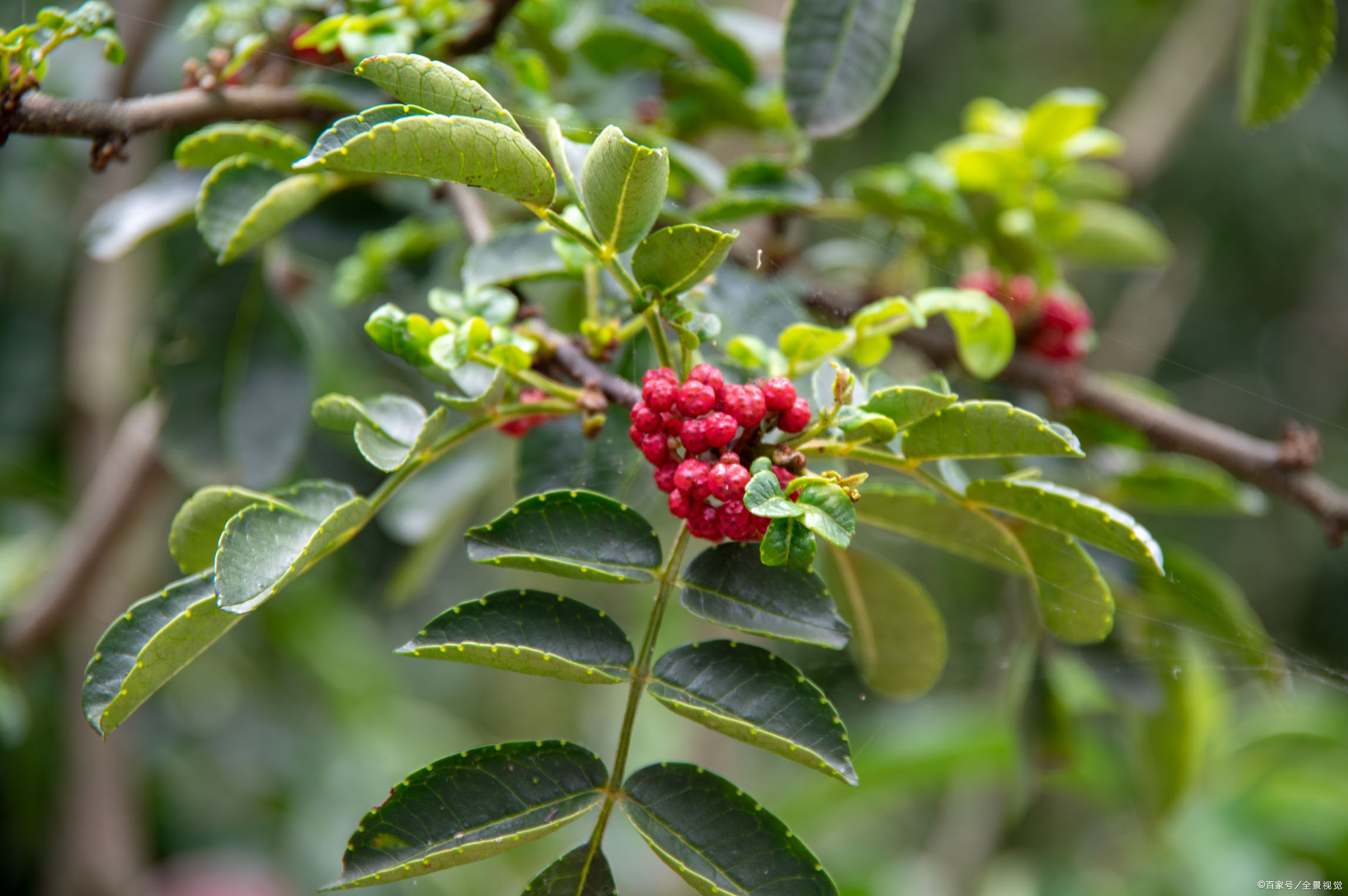 花椒树苗 - 热门商品专区