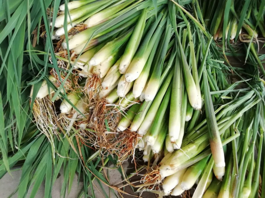 青浦练塘茭白抢"鲜"上市-区域频道-东方网