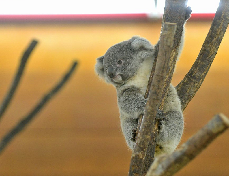 考拉宝宝不走寻常路,呆萌"飞翔"意外走红,网友:过于可爱了!