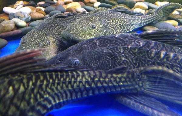 清道夫鱼为什么不能吃,清道夫鱼在原产地天敌是谁