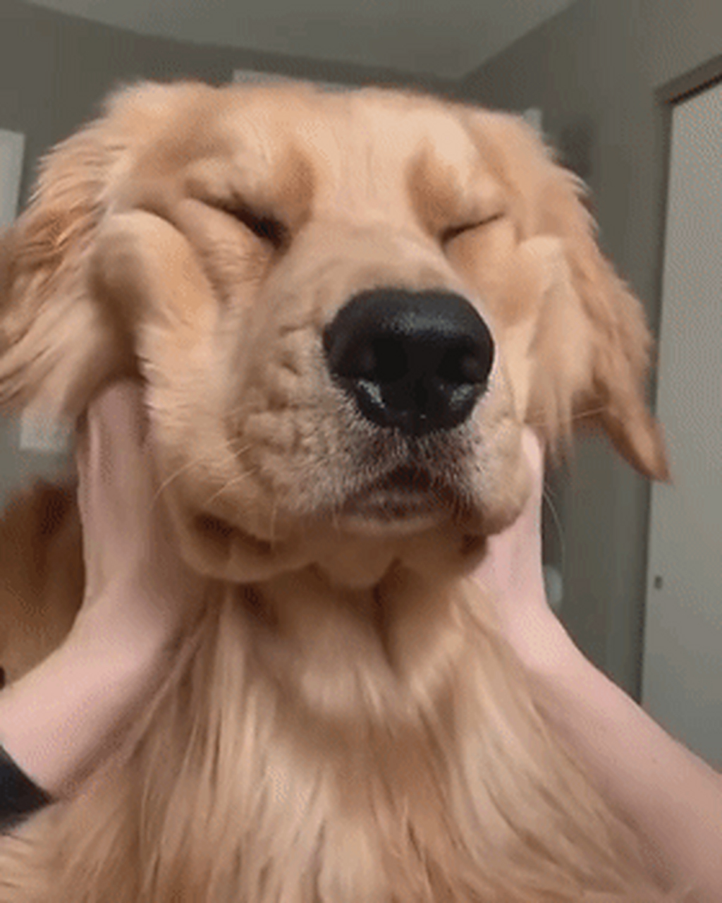 要论汪界大嘴怪,还有谁能赢过大金毛? 大到能兜风的嘴皮,你见过没?